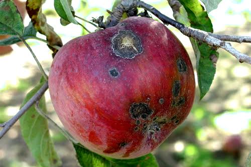 Apple Scab